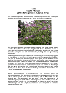 Teil32 (Tracht) Pflanzen Schmetterlingsflieder Buddleja davidii