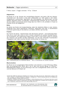 Rotbuche – Fagus sylvatica L.