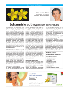 Johanniskraut (Hypericum perforatum)