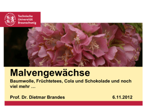 Malvengewächse