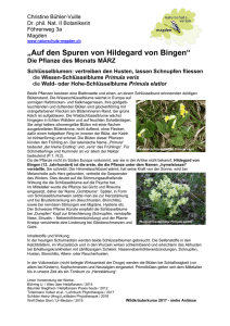 Pflanze des Monats Hildegard von Bingen - Naturschutz
