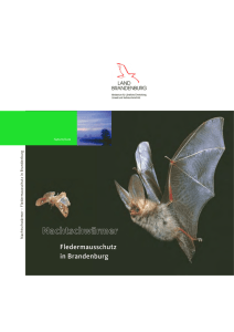Nachtschwärmer - Fledermausschutz in Brandenburg