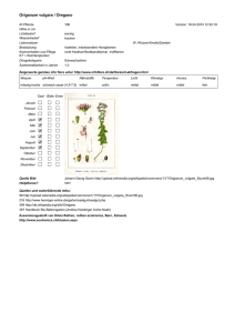 Origanum vulgare / Oregano