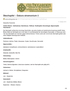 Stechapfel – Datura stramonium †