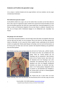 Anatomie und Funktion der gesunden Lunge
