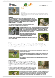 Hund | Tierlexikon für Kinder - Archiv | SWR Kindernetz OLI`s Wilde