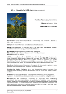 14.4. Kanadische Goldrute Familie: Asteraceae, Korbblütler Status