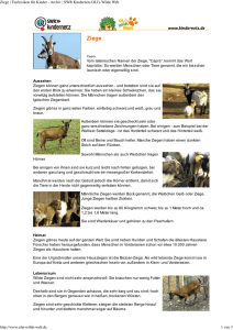 Ziege | Tierlexikon für Kinder - Archiv | SWR Kindernetz OLI`s Wilde