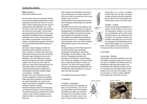 Cevennen 2002 - Coleoptera - 65 - Käfer (Coleoptera) Robert Koller