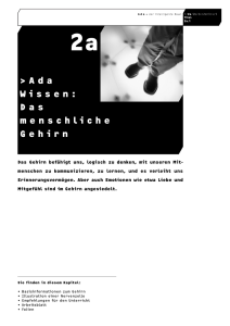 Ada Wissen: Das menschliche Gehirn