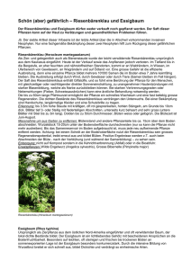 Neophyten - Riesenbaerenklau und Essigbaum