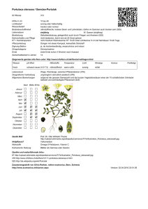 Portulaca oleracea / Gemüse