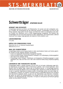 Schwertträger - Schweizer Tierschutz STS
