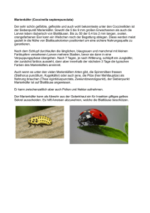 Marienkäfer (Coccinella septempunctata) Der sehr schön gefärbte