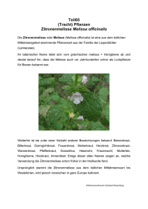 Teil65 (Tracht) Pflanzen Zitronenmelisse Melissa officinalis