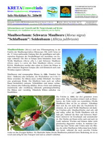 Maulbeerbaum (Morus nigra)