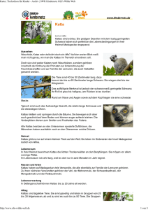 Katta PDF OLIs Tierlexikon