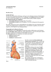 Anatomie/Physiologie 04.06.04 (Dr. Shakibaei) Das Herz (Cor