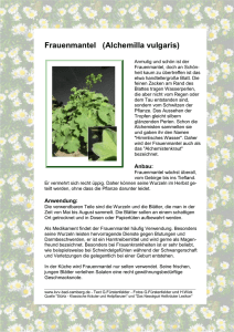 Frauenmantel (Alchemilla vulgaris)