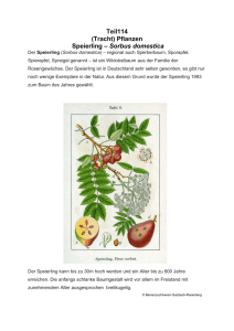 Teil114 (Tracht) Pflanzen Speierling – Sorbus domestica