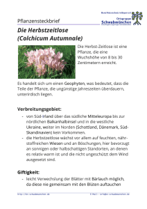 Die Herbstzeitlose (Colchicum Autumnale)