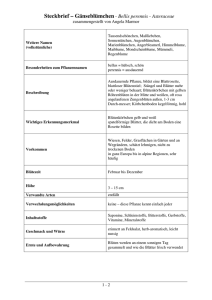 Steckbrief – Gänseblümchen - Bellis perennis