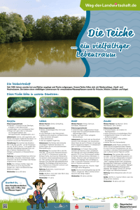 Die Teichwirtschaft Diese Fische leben in unseren Gewässern: