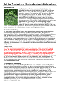 Auf das Traubenkraut (Ambrosia artemisiifolia) achten!