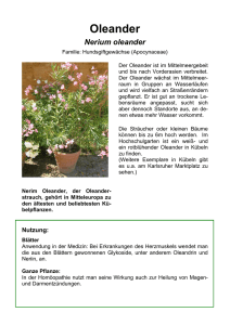 Oleander - PH Karlsruhe