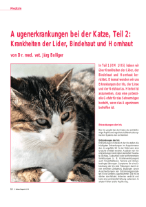 Augenerkrankungen bei der Katze, Teil 2