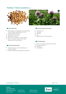 Rotklee (Trifolium pratense L.) - DSV