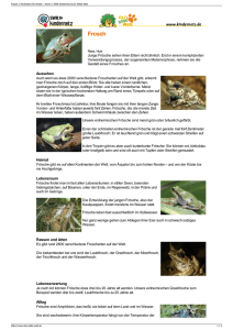 Frosch | Tierlexikon für Kinder - Archiv | SWR Kindernetz OLI`s Wilde