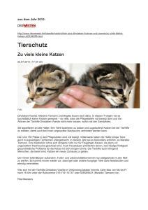 Zu viele kleine Katzen – 2010 - Tierhilfe Dinslaken