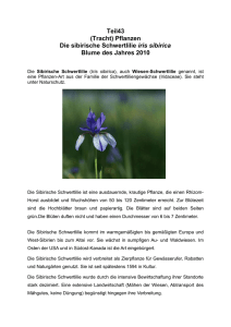 Teil43 (Tracht) Pflanzen Die sibirische Schwertlilie iris sibirica