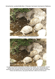 Griechische Landschildkröten (Testudo hermanni hermanni