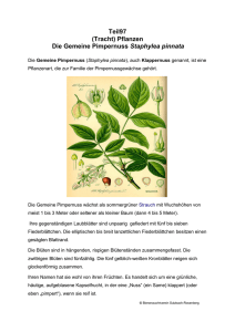Teil97 (Tracht) Pflanzen Die Gemeine Pimpernuss Staphylea pinnata