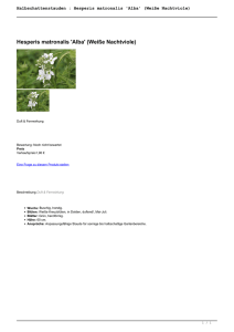 Halbschattenstauden : Hesperis matronalis `Alba - Cottage