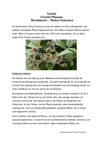Teil104 (Tracht) Pflanzen Brombeeren – Rubus fruticosus