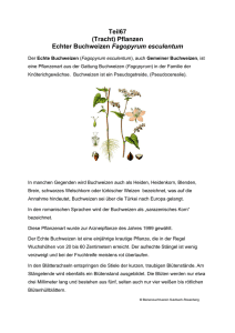 Teil67 (Tracht) Pflanzen Echter Buchweizen Fagopyrum esculentum