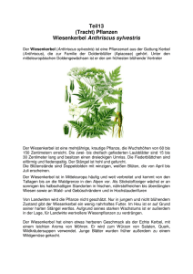 Teil13 (Tracht) Pflanzen Wiesenkerbel Anthriscus sylvestris