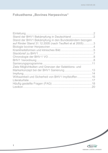 Fokusthema „Bovines Herpesvirus“