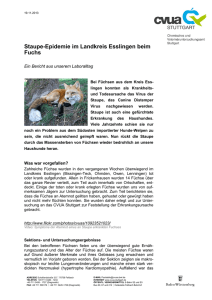 Staupe-Epidemie im Landkreis Esslingen beim Fuchs