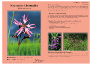 Kuckucks-Lichtnelke - Silene flos