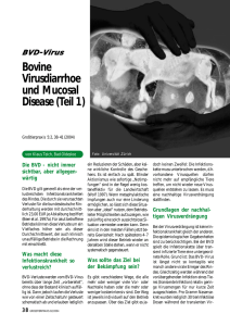 Bovine Virusdiarrhoe und Mucosal Disease (Teil 1)