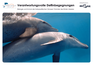 Verantwortungsvolle Delfinbegegnungen