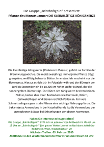 Die Gruppe „Bahnhofsgrün“ präsentiert: Pflanze des Monats Januar