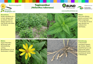 Topinambur - BUND Bonn