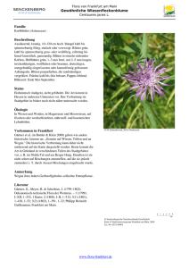 Centaurea jacea L. Gew  nliche Wiesenflockenblume