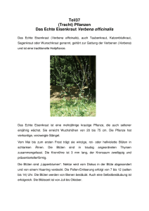 Teil37 (Tracht) Pflanzen Das Echte Eisenkraut Verbena officinalis