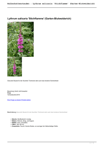 Lythrum salicaria `Stichflamme` (Garten - Cottage